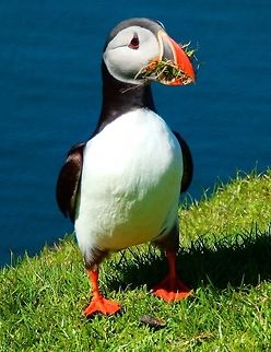 Atlantic puffin (Fratercula_artica) Seen in Hermaness in the Shetland Islands (June, 2013). At that time of the year they were preparain their nesting burrows in the grass of the cliffs next to the sea. They use grass to bed their nests. Atlantic Puffin,Fratercula arctica,Geotagged,United Kingdom