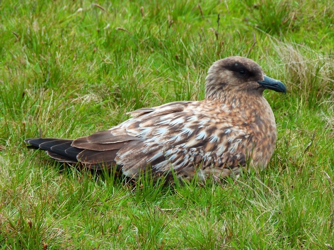 Great Skua (Stercorarius_skua) Also known as bonxies in the Shetlands. These birds are alike the size of some big gulls and predate on the chicks of other species/smaller birds in general. They are also very protective with their nesting areas on the grasslands of the clifftops. If you happen to pass nearby they will fly very close and even try to attack your heads (better to have your head protected just in case). Geotagged,Great skua,Stercorarius skua,United Kingdom