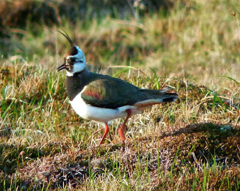 Northern Lapwing (Vanellus vanellus) Seen in the island of Unst, area of Hermaness, Shetland I. (June 2013).
It is a bird in the plover family. The Northern lapwing is a 28&ndash;33 cm long bird with a 67&ndash;87 cm wingspan and a body mass of 128&ndash;330 g (4.5&ndash;12 oz).[3] It has rounded wings and a crest. It is the shortest-legged of the lapwings. It is mainly black and white, but the back is tinted green. The male has a long crest and a black crown, throat and breast contrasting with an otherwise white face. Females and young birds have shorter crests, and have less strongly marked heads, but plumages are otherwise quite similar. The name lapwing has been variously attributed to the "lapping" sound its wings make in flight. The typical contact call is a loud, shrill "pee-wit" from which they get their other name of Peewit.
Habitat:

It is common through temperate Eurasia. It is a wader which breeds on cultivated land and other short vegetation habitats. 3 &ndash; 4 eggs are laid in a ground scrape. The nest and young are defended noisily and aggressively against all intruders, up to and including horses and cattle. (https://en.wikipedia.org/wiki/Northern_lapwing) Geotagged,Northern lapwing,United Kingdom,Vanellus vanellus