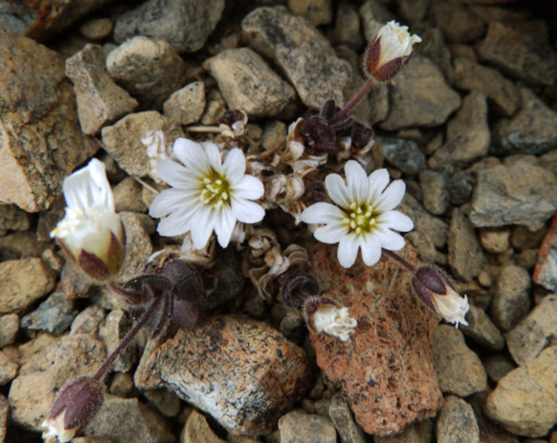 Edmondston's Chickweed (Cerastium_nigrescens) Is a little plant with white flowers which is endemic from Shetland Islands.<br />
Habitat:<br />
Keen of Hamar, Unst. Although reported from two other sites in the 19th century, it currently grows only on two serpentine hills on the island of Unst (see Keen of Hamar) Cerastium nigrescens,Geotagged,United Kingdom