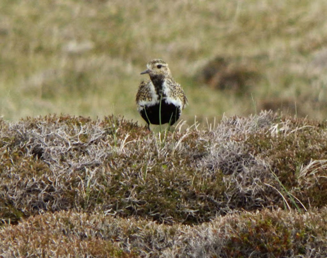 European Golden plover (Pluvialis_apricaria) Breeding adults are spotted gold and black on the crown, back and wings. Their face and neck are black with a white border; they have a black breast and a dark rump. The legs are black. In winter, the black is lost and the plover then has a yellowish face and breast and white underparts.<br />
Habitat:<br />
<br />
Their breeding habitat is moorland and tundra in the northernmost parts of Europe and western Asia. They nest on the ground in a dry open area.These birds forage for food on tundra, fields, beaches and tidal flats, usually by sight, although they will also feed by moonlight. They eat insects and crustaceans, also berries. In this case the bird was spotted in Hermaness, Unst (Shetland I.), June 2013. (<a href="https://en.wikipedia.org/wiki/European_golden_plover)" rel="nofollow">https://en.wikipedia.org/wiki/European_golden_plover)</a> European golden plover,Geotagged,Pluvialis apricaria,United Kingdom
