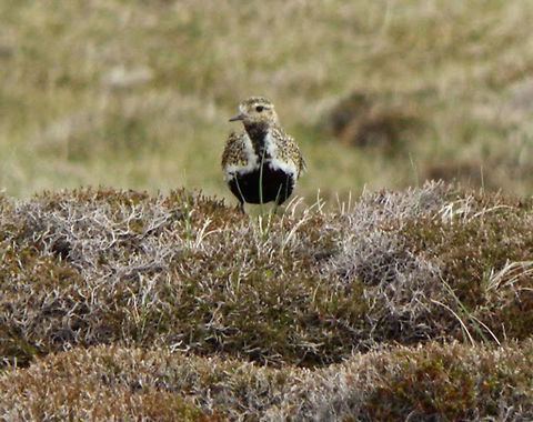 European Golden plover (Pluvialis_apricaria) Breeding adults are spotted gold and black on the crown, back and wings. Their face and neck are black with a white border; they have a black breast and a dark rump. The legs are black. In winter, the black is lost and the plover then has a yellowish face and breast and white underparts.
Habitat:

Their breeding habitat is moorland and tundra in the northernmost parts of Europe and western Asia. They nest on the ground in a dry open area.These birds forage for food on tundra, fields, beaches and tidal flats, usually by sight, although they will also feed by moonlight. They eat insects and crustaceans, also berries. In this case the bird was spotted in Hermaness, Unst (Shetland I.), June 2013. (https://en.wikipedia.org/wiki/European_golden_plover) European golden plover,Geotagged,Pluvialis apricaria,United Kingdom