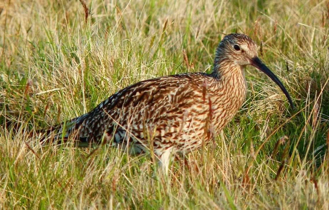 Eurasian Curlew (Numenius arquata) (Shetlands, June 2013) It is a wader in the large family Scolopacidae. This is the largest wader in its range, at 50&ndash;60 cm in length, with a 89&ndash;106 cm wingspan and a body weight of 410&ndash;1,360 g. It is mainly greyish brown, with a white back, and a very long curved bill. Males and females look identical, but the bill is longest in the adult female. It is generally not possible to recognize the sex of a single Eurasian Curlew, or even several ones as there is much variation; telling male and female of a mated pair apart is usually possible however. The familiar call, from which this bird gets it name, is a loud curloo-oo.<br />
Habitat:<br />
<br />
It exists as a migratory species over most of its range, wintering in Africa, southern Europe and south Asia. Occasionally a vagrant individual reaches places far from its normal range, such as Nova Scotia and the Marianas. It is present all year in the milder climates of the United Kingdom and its adjacent European coasts. It is generally wary. Highly gregarious outside the breeding season, the Eurasian Curlew feeds by probing soft mud for small invertebrates, but will also pick small crabs and earthworms off the surface if the opportunity arises. (<a href="https://en.wikipedia.org/wiki/Eurasian_curlew)" rel="nofollow">https://en.wikipedia.org/wiki/Eurasian_curlew)</a> Eurasian Curlew,Geotagged,Numenius arquata,United Kingdom