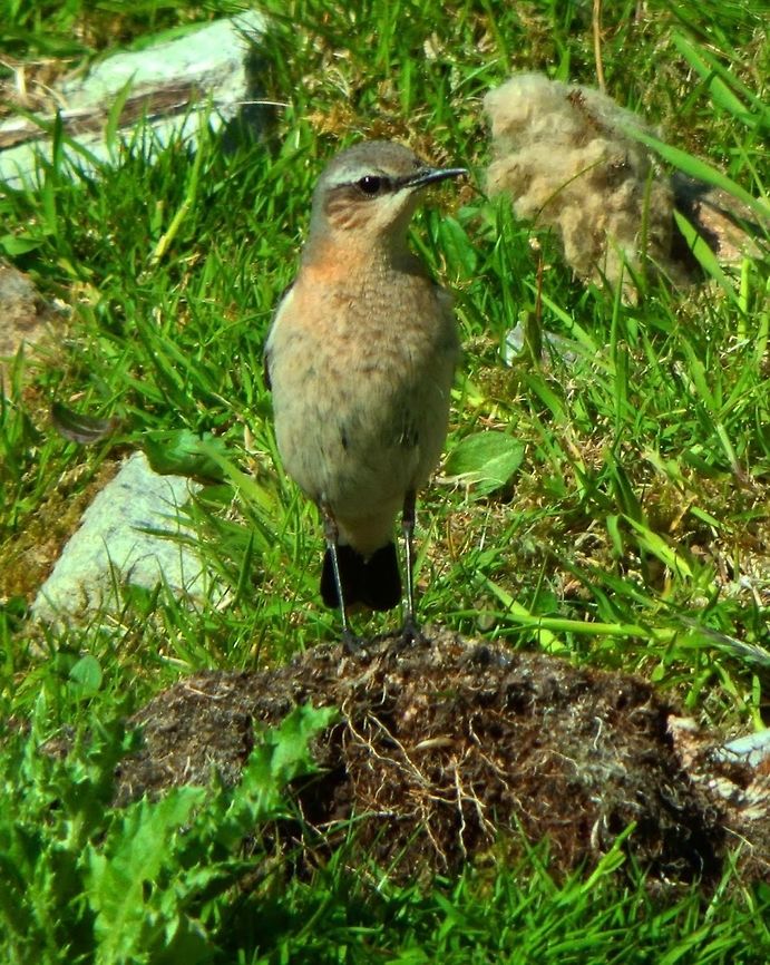 Northern Wheatear (Oenanthe_oenanthe) Shetlands, June 2013). Is a small passerine bird that was formerly classed as a member of the thrush family Turdidae, but is now more generally considered to be an Old World flycatcher, Muscicapidae. The plumage of the summer male has grey upperparts, buff throat and black wings and face mask. In autumn it resembles the female apart from the black wings. The female is pale brown above and buff below with darker brown wings. The male has a whistling, crackly song. Its call is a typical chat chack noise.<br />
Habitat: It is the most widespread member of the wheatear genus Oenanthe in Europe and Asia. <a href="https://en.wikipedia.org/wiki/Northern_wheatear" rel="nofollow">https://en.wikipedia.org/wiki/Northern_wheatear</a> Geotagged,Northern wheatear,Oenanthe oenanthe,United Kingdom