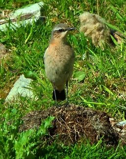 Northern Wheatear (Oenanthe_oenanthe) Shetlands, June 2013). Is a small passerine bird that was formerly classed as a member of the thrush family Turdidae, but is now more generally considered to be an Old World flycatcher, Muscicapidae. The plumage of the summer male has grey upperparts, buff throat and black wings and face mask. In autumn it resembles the female apart from the black wings. The female is pale brown above and buff below with darker brown wings. The male has a whistling, crackly song. Its call is a typical chat chack noise.
Habitat: It is the most widespread member of the wheatear genus Oenanthe in Europe and Asia. https://en.wikipedia.org/wiki/Northern_wheatear Geotagged,Northern wheatear,Oenanthe oenanthe,United Kingdom
