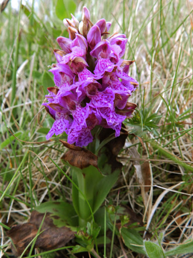 Northern Marsh Orchid (Dactylorhiza purpurella) The western marsh orchid grows mainly in nitrogen-poor marsh areas that consist of several plant communities. (Unst, Shetlands, June 2013). Dactylorhiza purpurella,Geotagged,Northern marsh orchid,United Kingdom