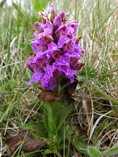 Northern Marsh Orchid (Dactylorhiza purpurella) The western marsh orchid grows mainly in nitrogen-poor marsh areas that consist of several plant communities. (Unst, Shetlands, June 2013). Dactylorhiza purpurella,Geotagged,Northern marsh orchid,United Kingdom