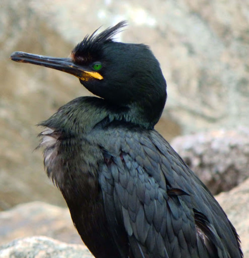 European Shag (Phalacrocorax aristotelis) Is a type of cormorant, 68&ndash;78 cm long and with a 95&ndash;110 cm wingspan. It has a longish tail and yellow throat-patch. Adults have a small crest in the breeding season. According to that, this individual was probably not yet breeding-mode because if you look at the last picture of a breeding pair made in Sunburgh Head (another part of Shetlands) in those you can really notice the crest in their heads (is really funny, in fact).<br />
Habitat:<br />
Rocky shores of western and southern Europe, southwest Asia and north Africa. This one was in Unst, Shetland I.<br />
<a href="https://en.wikipedia.org/wiki/European_shag" rel="nofollow">https://en.wikipedia.org/wiki/European_shag</a> European Shag,Geotagged,Phalacrocorax aristotelis,United Kingdom