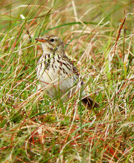 Meadow Pipit (Anthus pratensis) A. pratensis is a small passerine bird which breeds in much of the northern half of Europe and also northwestern Asia. It is mainly brown above and buff below, with darker streaking on most of its plumage; the tail is brown, with narrow white side edges. It has a thin bill and pale pinkish-yellow legs; the hind claw is notably long, longer than the rest of the hind toe. The call is a weak tsi-tsi.
Habitat: It is migratory over most of its range, wintering in southern Europe, north Africa and southwestern Asia, but is resident in Ireland, Great Britain, and neighbouring areas of western Europe. However, even here, many birds move to the coast or lowlands in winter. It is primarily a species of open habitats, either uncultivated or low-intensity agriculture, such as pasture, bogs, and moorland. In this case I saw the bird in the moorlands of Hermaness, Unst (June, 2013). Anthus pratensis,Geotagged,Meadow pipit,United Kingdom