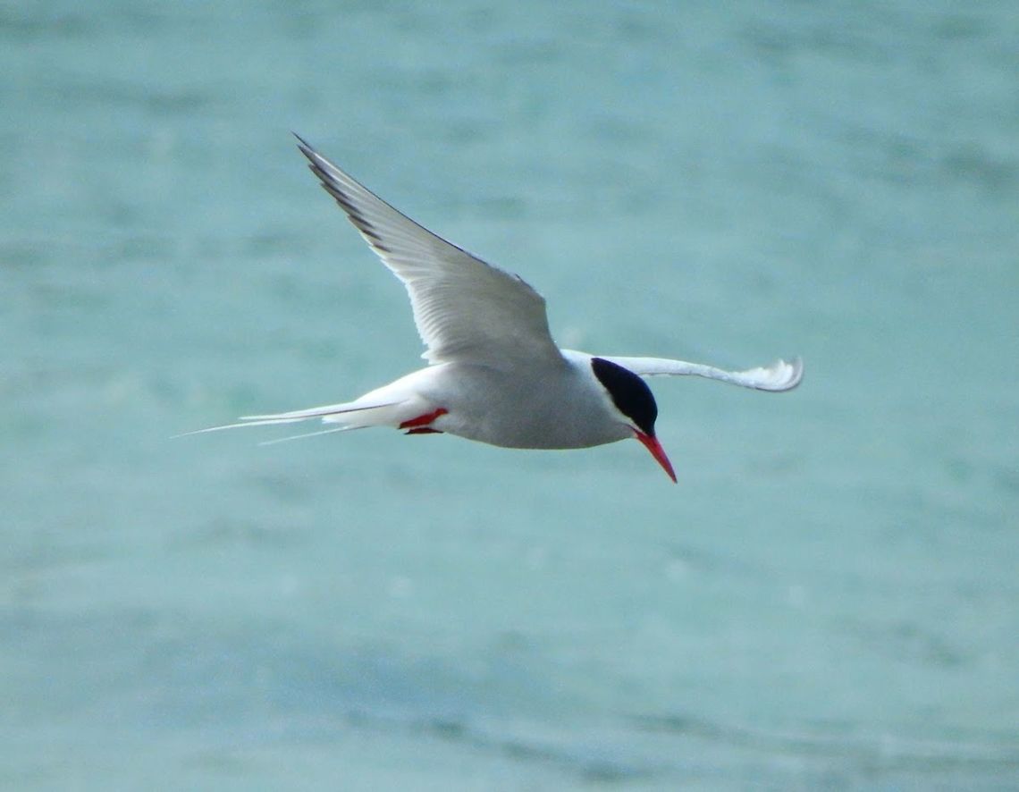 Artic Tern (Sterna_paradisaea) This bird has a circumpolar breeding distribution covering the Arctic and sub-Arctic regions of Europe, Asia, and North America (as far south as Brittany and Massachusetts). The species is strongly migratory, seeing two summers each year as it migrates from its northern breeding grounds along a winding route to the oceans around Antarctica and back, a round trip of about 70,900 km (c. 44,300 miles) each year. Arctic Terns are medium-sized birds. They have a length of 33&ndash;39 cm (13&ndash;15 in) and a wingspan of 76&ndash;85 cm (26&ndash;30 in). They are mainly grey and white plumaged, with a red beak (as long as the head, straight, with pronounced gonys) and feet, white forehead, a black nape and crown (streaked white), and white cheeks. The grey mantle is 305 mm, and the scapulae are fringed brown, some tipped white. The upper wing is grey with a white leading edge, and the collar is completely white, as is the rump. The deeply forked tail is whitish, with grey outer webs. The hindcrown to the ear-coverts is black.<br />
Habitat:<br />
Seen in Lerwick but also in all other Shetland Islands. Is common there. (June, 2013) Arctic tern,Geotagged,Sterna paradisaea,United Kingdom