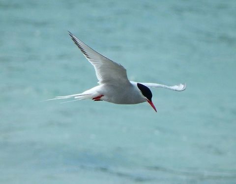 Artic Tern (Sterna_paradisaea) This bird has a circumpolar breeding distribution covering the Arctic and sub-Arctic regions of Europe, Asia, and North America (as far south as Brittany and Massachusetts). The species is strongly migratory, seeing two summers each year as it migrates from its northern breeding grounds along a winding route to the oceans around Antarctica and back, a round trip of about 70,900 km (c. 44,300 miles) each year. Arctic Terns are medium-sized birds. They have a length of 33–39 cm (13–15 in) and a wingspan of 76–85 cm (26–30 in). They are mainly grey and white plumaged, with a red beak (as long as the head, straight, with pronounced gonys) and feet, white forehead, a black nape and crown (streaked white), and white cheeks. The grey mantle is 305 mm, and the scapulae are fringed brown, some tipped white. The upper wing is grey with a white leading edge, and the collar is completely white, as is the rump. The deeply forked tail is whitish, with grey outer webs. The hindcrown to the ear-coverts is black.
Habitat:
Seen in Lerwick but also in all other Shetland Islands. Is common there. (June, 2013) Arctic tern,Geotagged,Sterna paradisaea,United Kingdom