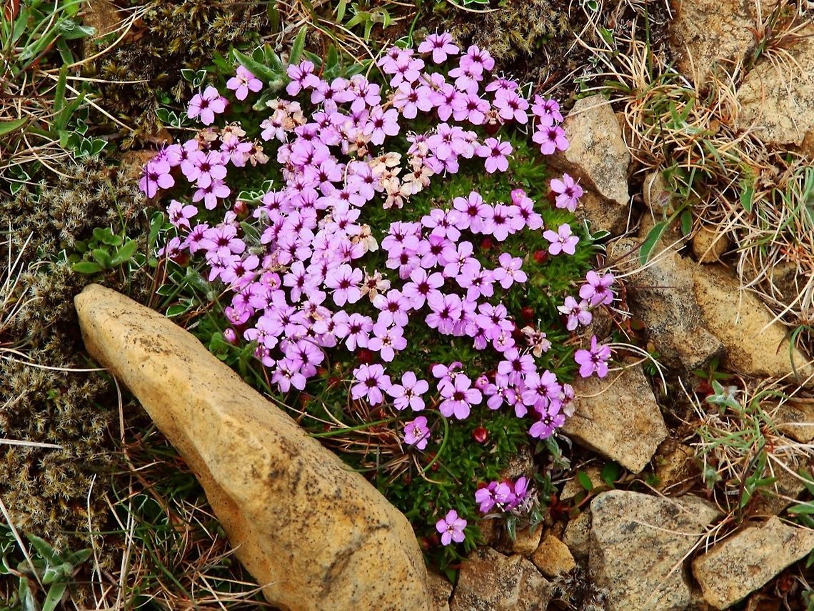Moss Campion (Silene acaulis) Flowers common to Artic and tundra habitats. Low, ground-hugging plant. The bright, green leaves are narrow and arise from the base of the plant. The dead leaves from the previous season persist for years, and pink flowers are borne singly on short stalks up to 1 and 1/2" long, but are usually much shorter. It usually has pink flowers and very rarely they will be white.<br />
Habitat:<br />
Keen of Hamar, Unst. Alpine fellfield, on windswept rocky ridges and summits above treeline. It grows mainly in dry, gravelly localities, but also in damper places. With the cushions it produces its own, warmer climate with high temperatures inside, when the sun shines. (June, 2013) Geotagged,Silene acaulis,United Kingdom