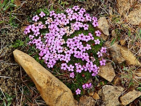 Moss Campion (Silene acaulis) Flowers common to Artic and tundra habitats. Low, ground-hugging plant. The bright, green leaves are narrow and arise from the base of the plant. The dead leaves from the previous season persist for years, and pink flowers are borne singly on short stalks up to 1 and 1/2" long, but are usually much shorter. It usually has pink flowers and very rarely they will be white.
Habitat:
Keen of Hamar, Unst. Alpine fellfield, on windswept rocky ridges and summits above treeline. It grows mainly in dry, gravelly localities, but also in damper places. With the cushions it produces its own, warmer climate with high temperatures inside, when the sun shines. (June, 2013) Geotagged,Silene acaulis,United Kingdom