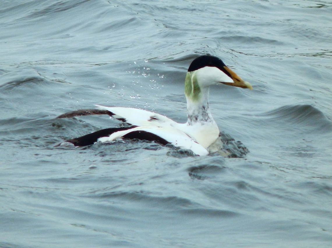 Somateria mollisima It breeds in Arctic and some northern temperate regions, but winters somewhat farther south in temperate zones, when it can form large flocks on coastal waters. The male is black and white plumage with a green patch on the back side of the neck. The female is a brown bird, but can still be readily distinguished from all ducks, except other eider species, on the basis of size and head shape.<br />
Habitat: Very common dicks in subartic sea waters. (June, 2013)<br />
 Common Eider,Geotagged,Somateria mollissima,United Kingdom