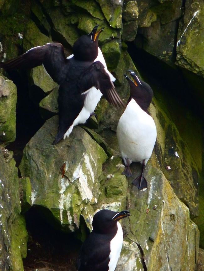 Razorbill (Alca_torda) (Sunburgh Head, Shetland I., June 2013)<br />
The Razorbill is primarily black with a white underside. The male and female are identical in plumage; however, males are generally larger than females.This bird chooses one partner for life. Females lay one egg per year. Razorbills nest along coastal cliffs in enclosed or slightly exposed crevices.<br />
Habitat: These birds are distributed across sub-arctic and boreal waters of the Atlantic. Their breeding habitat is islands, rocky shores and cliffs on northern Atlantic coasts. These were perched in a rocky cliff in Sunburgh Head, Lerwick (Shetland I.). I venture to say the two above were a couple and the one below a neighbor. Alca torda,Geotagged,Razorbill,United Kingdom