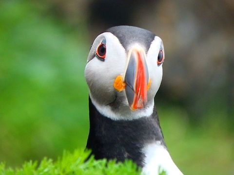 Atlantic Puffin This one was among the many forming the nesting colonies in the cliffs of Sunburgh Head, in the Shetlands (June, 2013). Atlantic Puffin,Fratercula arctica,Geotagged,United Kingdom