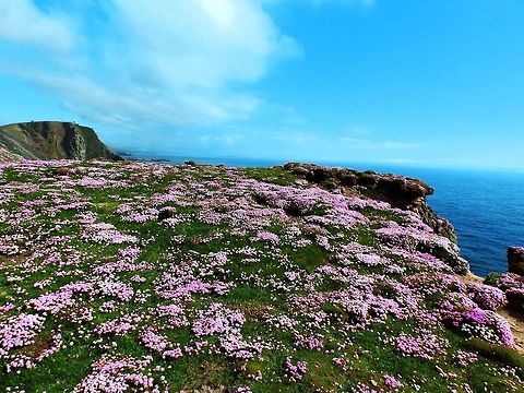 Sea Pink flowers Mantles of Armeria maritima pink flowers in the cliff of Sunburgh Head in Shetland I. (June, 2013) Armeria maritima,Geotagged,Sea pink,United Kingdom