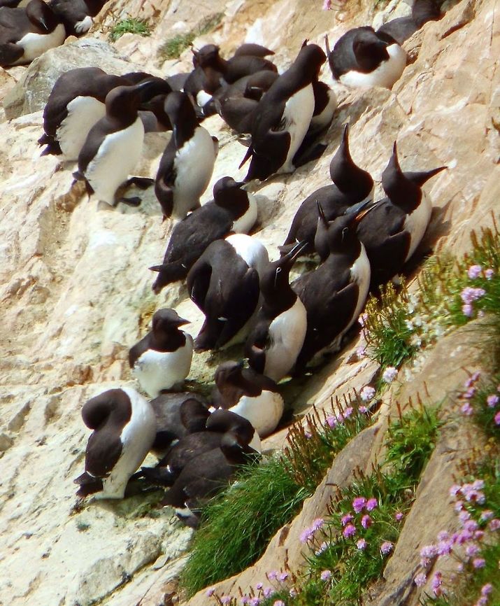 Common murre/guillemot (Uria aalge) Colonies at the bottom of the cliffs in Sunburgh Head (Shetland I., 2013)<br />
Guillemots are 38-45 cm in size. They nest in colonies on cliff edges. Their eggs are pear-shaped so they don&acute;t roll off. The bridled form has a white ring round the eye, which looks like a pair of spectacles (you can see some of them like this if you look closely). The spectacles like form is not a distinct subspecies, but a polymorphism that becomes more common the farther north the birds breed. Common Murre,Geotagged,United Kingdom,Uria aalge