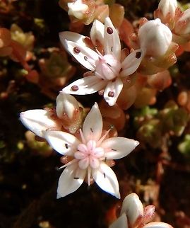 English stonecrop (Sedum anglicum) (June, 2013) 
English stonecrop is a low growing perennial with stubby, succulent un-toothed alternate leaves. These are often greyish green, and may turn pink in dry conditions. The flowers are short stalked and star-like, white sometimes tinged pink, with ten contrasting stamens and five carpels. The fruits are red.
Habitat: English stonecrop occurs in western Europe. It is usually found on dry rocks, walls and sand dunes, often near the sea. It prefers acidic thin soils and thrives in crevices in rocks, on cliffs, and also grows inland on walls and hedge banks. This plant I found in a small hill close to loch Lomond.       Geotagged,Sedum anglicum,Spring,United Kingdom