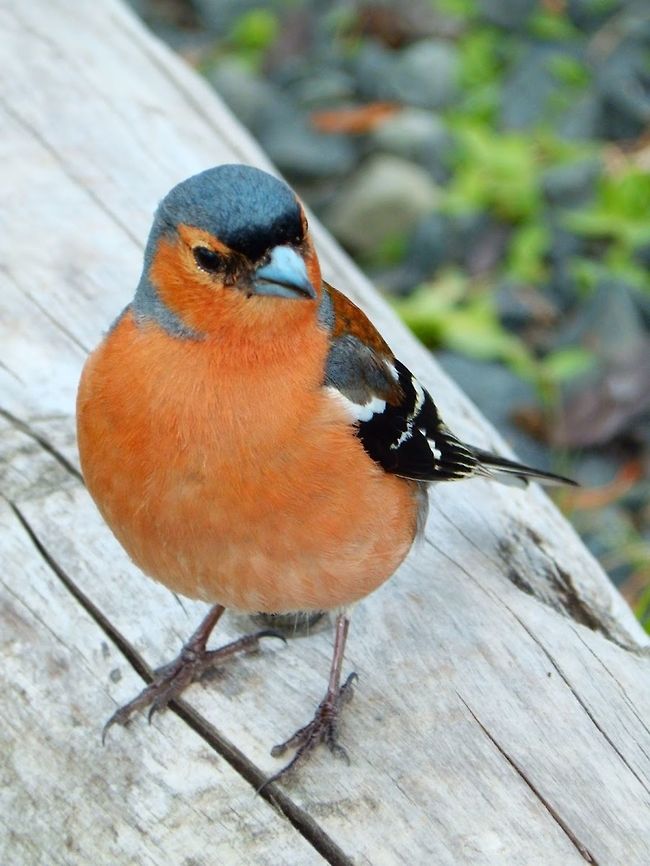 Common Chaffinch male (Fringilla coelebs) (June 2013)<br />
Small passerine bird in the finch family Fringillidae.The Common Chaffinch&#039;s are 14-16 cm long and have large double white wing bars, white tail edges and greenish rump. The breeding male shows reddish underparts and a blue-grey cap.<br />
Habitat: They are common sight in woods and grasslands all over Scotland. This one was found in the Isle of Mull and was quite tame, which allowed some nice close ups.<br />
<br />
 Chaffinch,Fringilla coelebs,Geotagged,United Kingdom