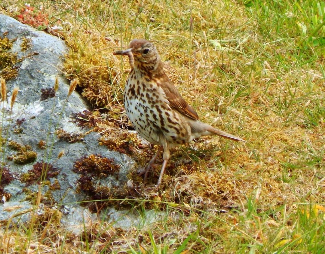 Mistle thrush (Turdus viscivorus) (June, 2013)<br />
These birds are members of the thrush family Turdidae, characterised by rounded heads, longish pointed wings, and usually melodious songs.<br />
Habitat: Is the largest thrush native to Europe. These I have found in the grasslands of the isle of Iona. Geotagged,Mistle Thrush,Turdus viscivorus,United Kingdom