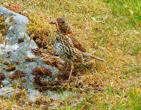 Mistle thrush (Turdus viscivorus) (June, 2013)
These birds are members of the thrush family Turdidae, characterised by rounded heads, longish pointed wings, and usually melodious songs.
Habitat: Is the largest thrush native to Europe. These I have found in the grasslands of the isle of Iona. Geotagged,Mistle Thrush,Turdus viscivorus,United Kingdom
