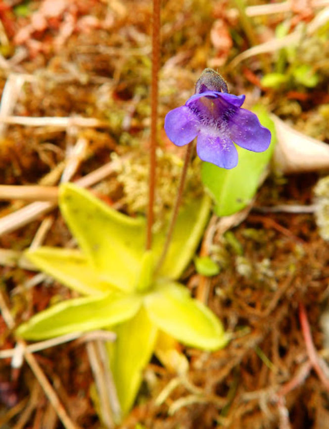 Common Butterwort (Pinguicula vulgaris) (June, 2013)<br />
Is a perennial carnivorous plant in the Lentibulariaceae family. It grows to a height of 3–16 cm, and is topped with a purple, and occasionally white, flower that is 15 mm or longer, and shaped like a funnel. On their leaves they contain glands that secrete a sweet, sticky substance. This substance is used to lure insects and when they stick, the leaf curls up and then they are digested. The insects serve as food, but the plant can also survive without insects.<br />
Habitat: This butterwort grows in damp environs such as bogs and swamps, in low or subalpine elevations. This one I spotted in Glencoe hiking up the mountain. I have also seen this species in Hermaness (Shetland I.) Geotagged,Pinguicula vulgaris,United Kingdom