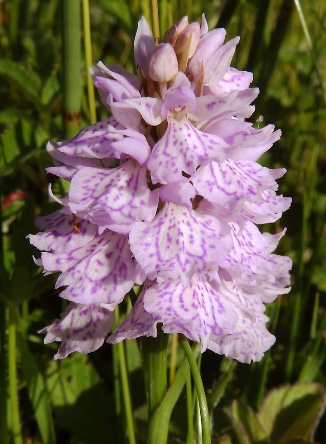 Common Spotted Orchid (Dactylorhiza fuchsii) (June 2013) Seen in the grassland below Duart Castle, in Mull.<br />
<a href="https://en.wikipedia.org/wiki/Dactylorhiza_fuchsii" rel="nofollow">https://en.wikipedia.org/wiki/Dactylorhiza_fuchsii</a> Common Spotted-orchid,Dactylorhiza fuchsii,Geotagged,United Kingdom