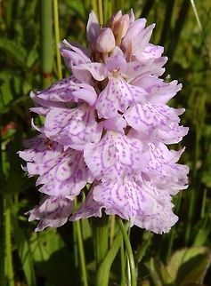 Common Spotted Orchid (Dactylorhiza fuchsii) (June 2013) Seen in the grassland below Duart Castle, in Mull.
https://en.wikipedia.org/wiki/Dactylorhiza_fuchsii Common Spotted-orchid,Dactylorhiza fuchsii,Geotagged,United Kingdom