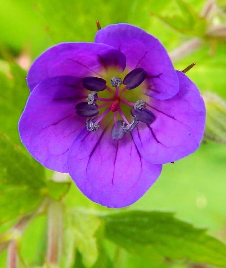 Bloody Cranes (Geranium sanguineum) (June, 2013)<br />
This plant reaches on average 30&ndash;50 cm in height. The petiolate leaves have five lobes, each tripartite. The flowers have a diameter of 2.5 to 4 cm. and are purple blue.<br />
Habitat: The typical habitat of this species are the woods, especially deciduous forests, forest edges, the dry bushy hillsides, arid grasslands and xerophilous scrubs (including rocky slopes). Found while hiking up a rocky path up the mountain in Glencoe. Geranium sanguineum