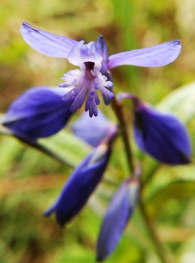 Heath Milkwort (Polygala serpyllifolia) (June, 2013)<br />
Flowers very similar to Common Milkwort, but normally not more than 8 per stem, though in some populations there are up to 17. The lower leaves are opposite to each other and become very crowded towards the base. This plant likes wet acid ground. Other features: Flowers normally dark blue but can often be found pink, white or pale blue, or bicoloured as in pic on left. <br />
Habitat: Glencoe. Geotagged,Heath Milkwort,Polygala serpyllifolia,United Kingdom