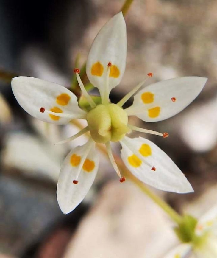 Starry saxifrage (Saxifraga stellaris) (June, 2013)<br />
Is an Arctic-alpine species of saxifrage. This plant grows as a leaf rosette, which produces a generally leafless stem up to 20 centimetres (7.9 in) tall. The leaves are toothed and somewhat fleshy, ovate or obovate, and without an obvious petiole. They are typically 3 cm long. The flowers are borne in a loose panicle comprising 5–10 flowers, each of them with deflexed sepals, surrounding five white petals, 3–6 millimetres long, with two yellow or red spots near the base. The anthers are also red or yellow.<br />
Habitat: We found it when we reached the top of the trail in what looked like a valley made by a former glacier. From there we could already see the snowy summit of the mountain of Glencoe. Geotagged,Saxifraga stellaris,Spring,United Kingdom
