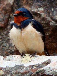 Barn Swallow (Hirundo rustica) (June,2013)
When I visited the Urquhart Castle in the Loch Ness I did not see Nessie but I saw many nice castle-resident swallows.
https://en.wikipedia.org/wiki/Barn_swallow Barn Swallow,Geotagged,Hirundo rustica,United Kingdom