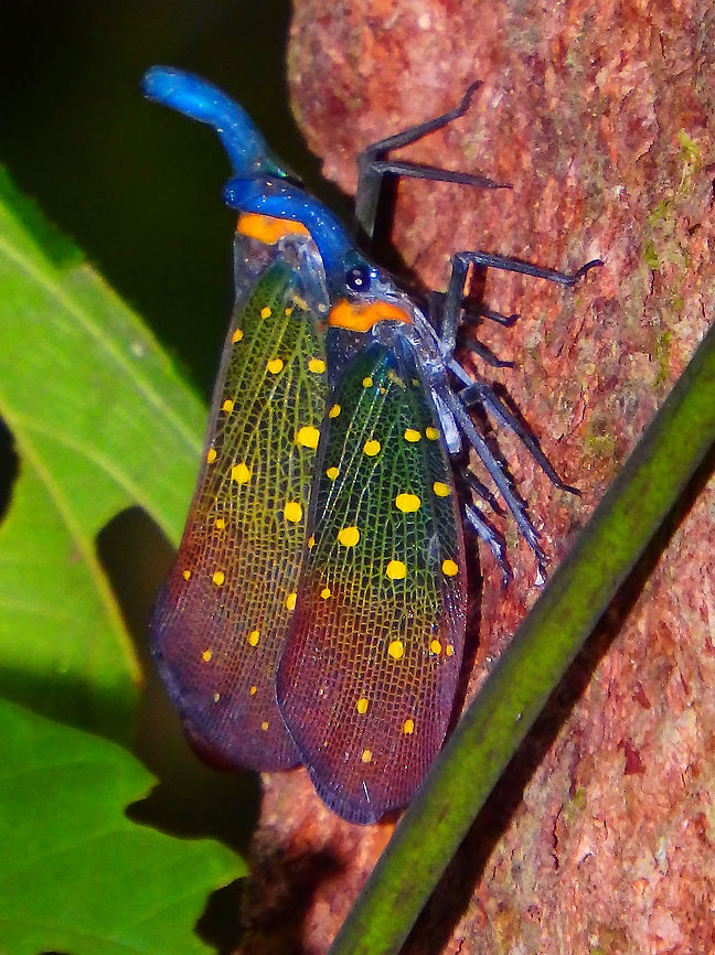 Lanternbugs A couple hanging on a tree right next to the trail that leads to the observation platforms in Sepilok&acute;s orangutan rehabilitation center. They are in fact a type of colorful planthopper. They do not produce light but are called lanter because of the shape of their snout.      Fall,Geotagged,Malaysia,Pyrops whiteheadi