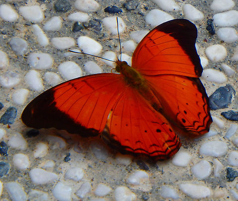 Malay Yeoman - Cirrochroa emalea Sep 24, 2015.  Found on the floors next to the baby orangutan rehabilitation area in Sepilok. More info on the species here: http://www.learnaboutbutterflies.com/Malaysia - Cirrochroa emalea.htm Cirrochroa emalea,Fall,Geotagged,Malay Yeoman,Malaysia,butterfly,malay_yeoman