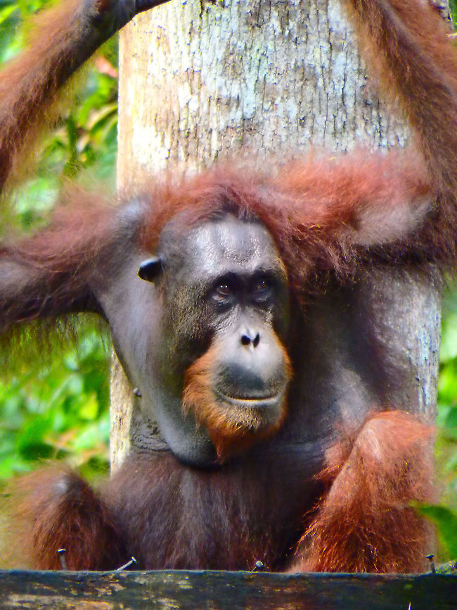 Bornean Orangutan 24 Sep, 2015. This young adult male came from the forest to the feeding grounds in the rehabilitation center in Sepilok. Here the animals are in the open forest but they return to the feeding grounds where they were fed when they were growing up.        Bornean orangutan,Fall,Geotagged,Malaysia,Pongo pygmaeus
