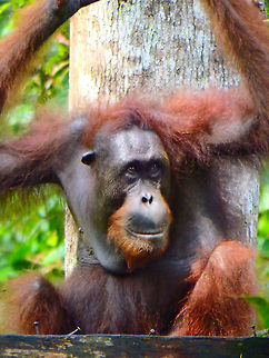 Bornean Orangutan 24 Sep, 2015. This young adult male came from the forest to the feeding grounds in the rehabilitation center in Sepilok. Here the animals are in the open forest but they return to the feeding grounds where they were fed when they were growing up.        Bornean orangutan,Fall,Geotagged,Malaysia,Pongo pygmaeus