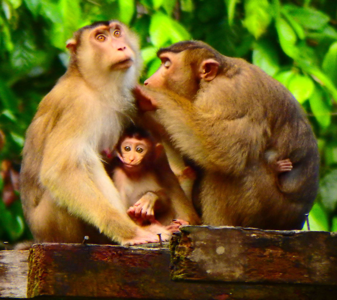 Southern Pig-Tailed Macaque 24 Sep, 2015. These female macaques and their babies came close to the feeding grounds for the orangutans and engaged in peaceful grooming nearby, waiting for their turn to grab a few morsels.         Fall,Geotagged,Macaca nemestrina,Malaysia,Southern pig-tailed macaque
