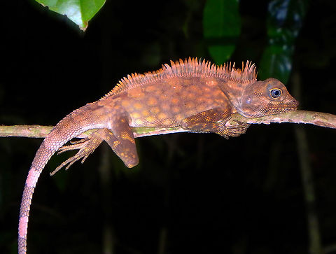 Borneo Anglehead Lizard 23 Sep, 2015. Body length up to 13 cm, plus tail 40 cm. Males of the species are brownish in colour with pale flecks, and are paler ventrally. They possess an unmistakable and well developed comb-like crest of spines which extends along the vertebral line from the neck to the base of the tail. Females are green or brownish with a complex pattern of rounded cell-like blotches separated by dark grey .The crest is much reduced in females. In both sexes the throat pouch is pale. Seen during a night walk in the Sepilok Orangutan rehabilitation center. Sabah. Borneo Anglehead Lizard,Fall,Geotagged,Gonocephalus bornensis,Malaysia,borneo,lizad,malaysia,reptile