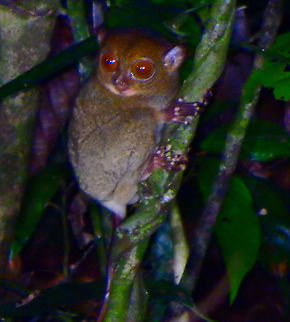 Horsfield's tarsier 23 Sep, 2015. Also known as the Western Tarsier, is the only species of tarsier in the genus Cephalopachus. It occurs on Borneo, Sumatra and nearby islands and is, like other members of the group, entirely nocturnal.It is quite distinct from the Philippine tarsier and the various tarsiers of Sulawesi and nearby islands; therefore, scientists have placed it in a separate genus, Cephalopachus. We saw this tarsier during a night walk inside the Sepilok Orangutan rehabilitation center . It was about 10 m away down the bushes nearby the trail. It is a very rare sight. Our guide was very excited and said it was the first time he saw one there. Cephalopachus bancanus,Fall,Geotagged,Horsfields tarsier,Malaysia