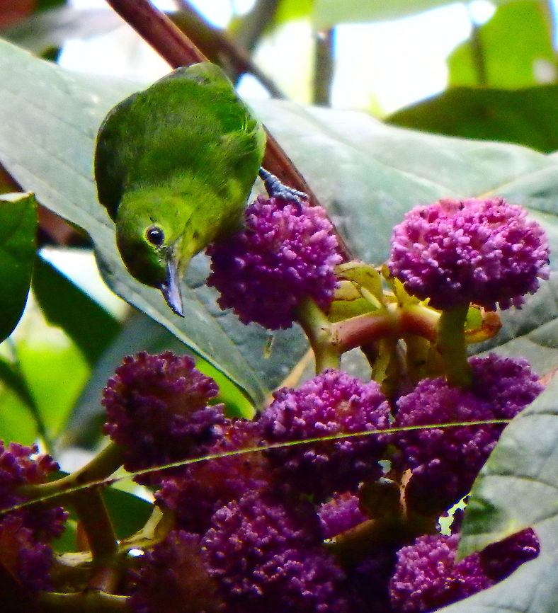Lesser Green Leafbird female Leaf birds have brush-tipped tongues for nectar feeding but are primarily berry feeders. Often seen in small family or even species mixed parties in search for insects and fruits.<br />
Seen in Sepilok, Dscovery Center, forest trails. Chloropsis cyanopogon,Fall,Geotagged,Lesser green leafbird,Malaysia,bird,borneo,leafbird,malaysia,sabah