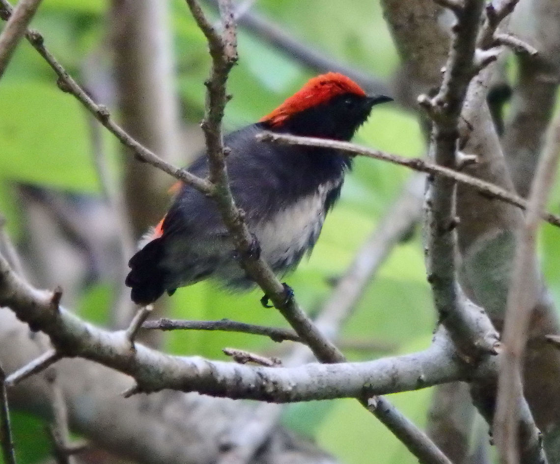 Scarlet-backed flowerpecker 23 Sep, 2015. 9 cm. The male has navy blue upperparts with a bright red streak down its back from its crown to its tail coverts, while the female and juvenile are predominantly olive green. The white on the belly of the male may only be a narrow streak.<br />
Seen in an area close to Sepilok, Sabah.    Dicaeum cruentatum,Fall,Geotagged,Malaysia,Scarlet-backed flowerpecker