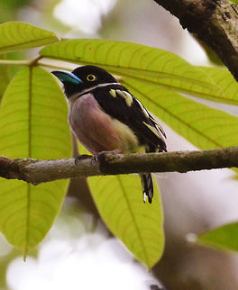 Black and Yellow Broadbill These are small birds of about 13.5 cm that hang around in the canopy of the bornean forests. They have a white collar and black head and back with blue bill and yellow iris and spots in the top feathers and rump. The belly is apricot pink. You can first hear their distinctive call and can be attracted with a call dummy sound. Black-and-yellow broadbill,Eurylaimus ochromalus,Fall,Geotagged,Malaysia