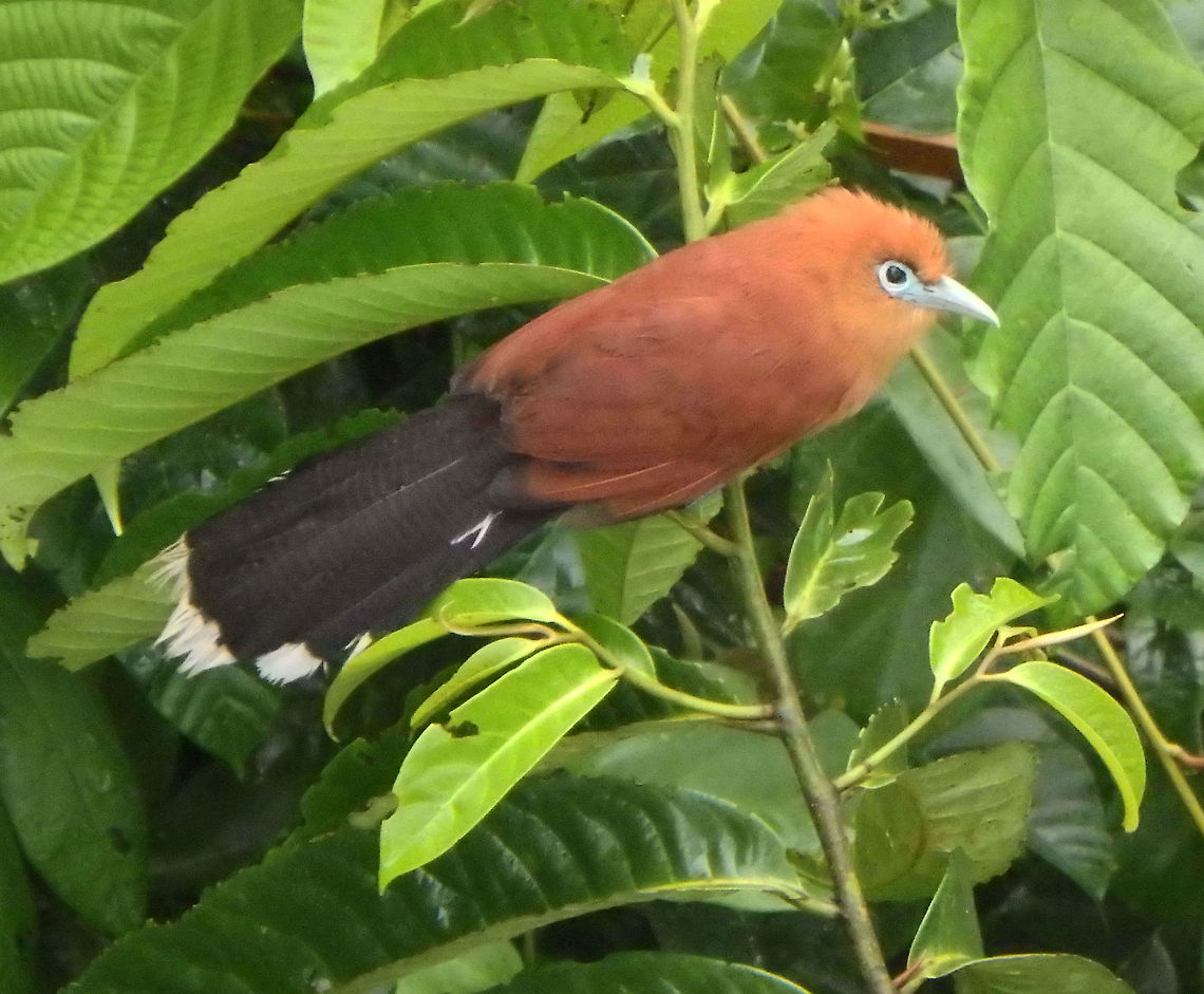 Raffle's malkoha 23 Sep, 2015. It is a species of cuckoo. Adult male rufous above, head rufous, tail black, finely barred grey and broadly tipped white; rufous throat  and blueish eyelid and beak. Seen from a canopy walk on top of the canopy forest in discovery Center trails of Sepilok, Sabah.    Fall,Geotagged,Malaysia,Raffles's malkoha,Rhinortha chlorophaea