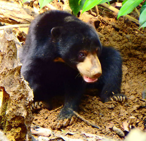 Sun Bear 23 Sep, 2015. The smallest existing bear species and best climber. The species is threatened by deforestation and loss of habitat. These are in the Sun Bear Conservation Center in Sepilok. They are rescued, rehabilitated and released in the wild in safer places than where they were found. I do not classify them as captive because they are in the center only temporarily. In this case a couple was in the displayed area of their enclosed forest. They are territorial and fight with each other so others are kept in different areas. This couple got along wll so they kept them together. The pic is from the female who was digging in the ground ins earch for food (mostly insects).
Sepilok, BSBCC.

       Fall,Geotagged,Helarctos malayanus euryspilus,Malayan Sun Bear,Malaysia,Sun bear,Ursus malayanus