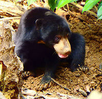 Sun Bear 23 Sep, 2015. The smallest existing bear species and best climber. The species is threatened by deforestation and loss of habitat. These are in the Sun Bear Conservation Center in Sepilok. They are rescued, rehabilitated and released in the wild in safer places than where they were found. I do not classify them as captive because they are in the center only temporarily. In this case a couple was in the displayed area of their enclosed forest. They are territorial and fight with each other so others are kept in different areas. This couple got along wll so they kept them together. The pic is from the female who was digging in the ground ins earch for food (mostly insects).<br />
Sepilok, BSBCC.<br />
<br />
       Fall,Geotagged,Helarctos malayanus euryspilus,Malayan Sun Bear,Malaysia,Sun bear,Ursus malayanus