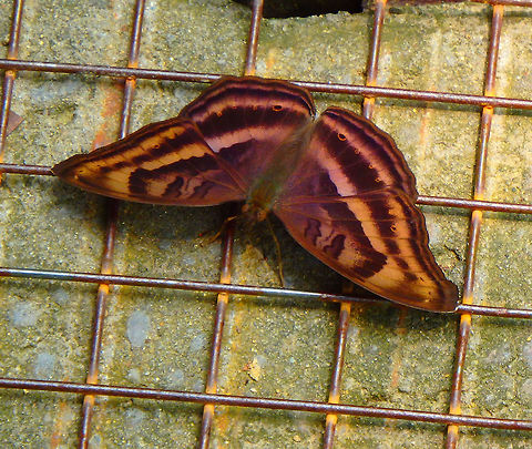Chocolate Soldier 23 Sep, 2015. Junonia iphita viridis. Sepilok, Sabah. Trails inside BSBCC.
About 5&ndash;6 cm in wingspan. Individuals maintain a territory and are usually found close to the ground level and often bask in the sun.      Chocolate Pansy,Fall,Geotagged,Junonia iphita,Malaysia