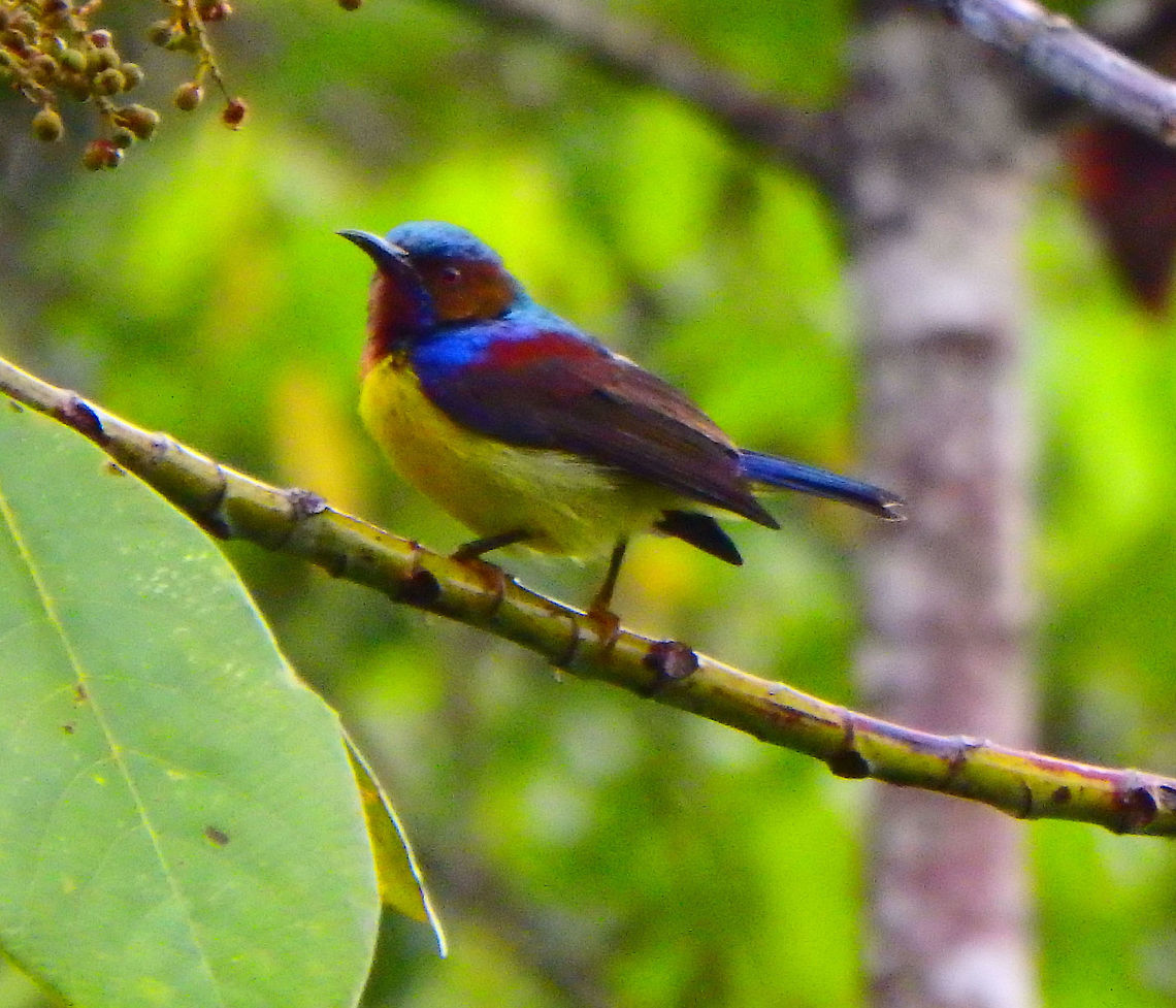 Red-Throated Sunbird Sep 23, 2015. Males and females seen at the top of the canopy of trees (while we were in a canopy trail).<br />
Sepilok, Dicovery Center. Forest trails. 12 cm; male 11&middot;2 g, female 11&middot;6 g. Male has crown to mantle dark metallic green, maroon band across upper back, rest of back, rump and uppertail-coverts violet. Anthreptes rhodolaemus,Fall,Geotagged,Malaysia,Red-throated sunbird