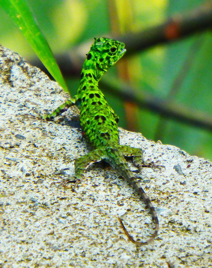 Common Gliding Lizard 23 Sep 2015. Also known as 'Flying Dragons', these lizards possess a gliding structure, or patagium, attached to specialised ribs which can be extended away from the body. They cling to tree trunks, where they feed on ants, and may be glimpsed gliding many metres to another tree. They also have a brightly coloured dewlap, or gular flag, beneath the neck which is extended for display purposes. There are more than 40 species of Draco, the majority occurring in Southeast Asia. This one seems to be very young and mostly green. It jumped into a tree right after this pic.<br />
Habitat: Sepilok, Discovery Center, forest trails.      Common gliding lizard,Draco sumatranus,Fall,Geotagged,Malaysia