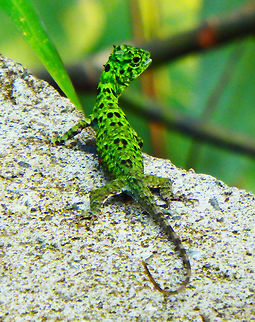 Common Gliding Lizard 23 Sep 2015. Also known as 'Flying Dragons', these lizards possess a gliding structure, or patagium, attached to specialised ribs which can be extended away from the body. They cling to tree trunks, where they feed on ants, and may be glimpsed gliding many metres to another tree. They also have a brightly coloured dewlap, or gular flag, beneath the neck which is extended for display purposes. There are more than 40 species of Draco, the majority occurring in Southeast Asia. This one seems to be very young and mostly green. It jumped into a tree right after this pic.
Habitat: Sepilok, Discovery Center, forest trails.      Common gliding lizard,Draco sumatranus,Fall,Geotagged,Malaysia